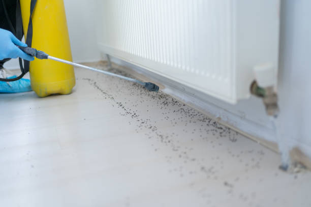 Best Wasp Removal Services  in Huntington, UT